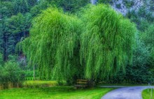 绿色柳树摄影高清图