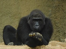 黑色大猩猩高清图