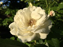 花园白色玫瑰花朵高清图片