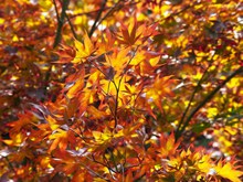 秋季观赏红枫叶图片大全