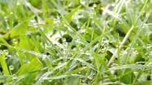 雨珠绿草背景图片素材