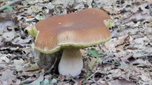 地面野蘑菇图片