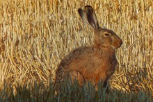 野兔子照片油画高清图