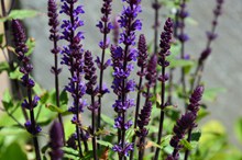 紫色野生花卉高清图
