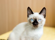 蓝眼睛的小猫高清图片