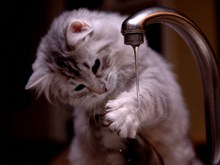 小猫玩水可爱图片下载