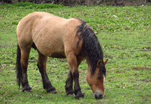 马匹低头吃草精美图片