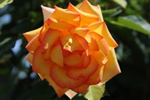 美丽玫瑰花朵近景精美图片