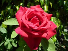 盛开红色玫瑰花朵精美图片