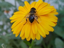 鲜花上蜜蜂采蜜高清图片