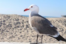 海滩海鸥摄影高清图片