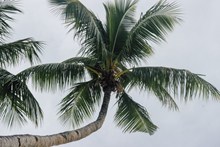 夏季椰树壁纸图片下载