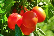 阳光下西红柿高清图片