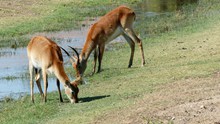 非洲羚羊吃草高清图