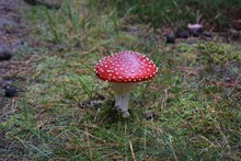 野生红色毒蘑菇图片大全