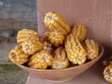 金黄干玉米图片素材