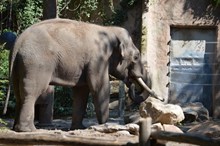 泰国动物大象高清图片