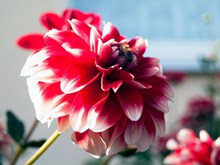 红菊花花朵摄影图片大全