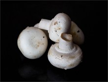 食用白色蘑菇高清图片