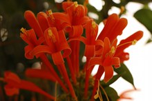 橙色植物花朵高清图