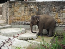 动物园大象观赏高清图片