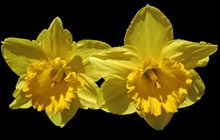 两朵黄水仙特写高清图片