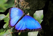 美丽蓝色蝴蝶高清图