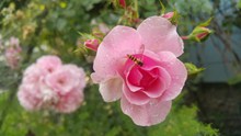 盛开雨后粉玫瑰图片下载
