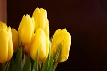 黄色郁金香花卉精美图片