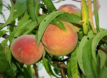 树上新鲜桃子图片下载