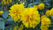 灿烂黄色花朵精美图片