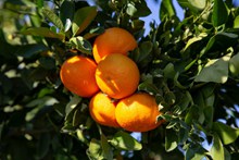 树上成熟柑橘精美图片