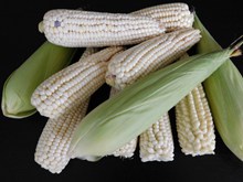 新鲜白玉米高清图片