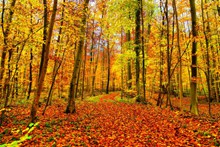 秋天黄树林风景高清图