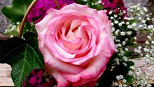 生日玫瑰花束图片