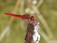 高清红蜻蜓摄影精美图片