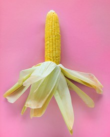 玉米棒单个精美图片