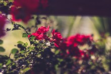 红色野玫瑰花精美图片