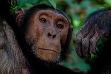 高清动物黑猩猩图片下载