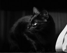 一只可爱黑猫高清图