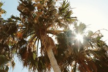 椰子树素材图片素材