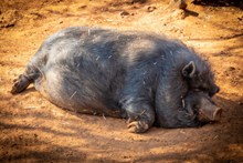 懒猪睡觉图片素材