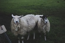 农场可爱绵羊图片
