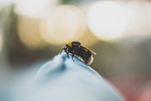 蜜蜂嗡嗡摄影高清图片