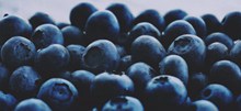 大果蓝莓品种图片大全