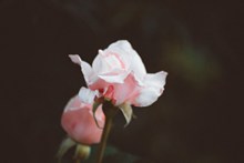 粉色玫瑰花骨朵图片大全