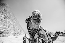 沙漠骆驼黑白精美图片