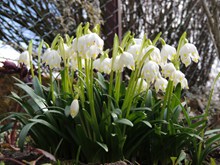 白色铃兰花朵图片