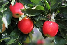 成熟大红苹果图片素材