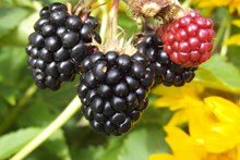 野生黑莓高清图片